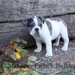 Magnum French Bulldogs breeder of Boston Terrier, French Bulldog
