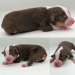 Red tri female 1 - Red tri female Toy Australian Shepherd puppy in Brooker, Florida from Honey, I Shrunk the Aussies