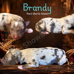 Brandy - Red merle male Miniature Australian Shepherd puppy in Oronogo, Missouri from Dutton's Show Me Farms