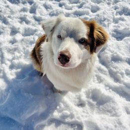 Murphy - male Australian Shepherd puppy in Lyons, Georgia from Canyon South Aussies