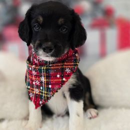 Elvis - Black male Double Doodle puppy in Prescott Valley, Arizona from Ramirez Family Doodles
