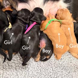 Frenchie (Yellow) - Black and tan female Cavapoo puppy in Georgetown, Texas from Mc Doodles of Texas LLC