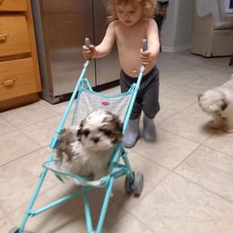 Shih Tzu Puppies from Tiny Bubbles Shih Tzus