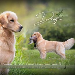 Dragon - Golden Retriever