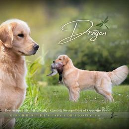 Dragon - Golden Retriever