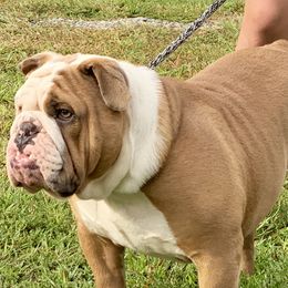 English Bulldog and French Bulldog Puppies from Jones Bulldogs