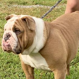 English Bulldog and French Bulldog Puppies from Jones Bulldogs