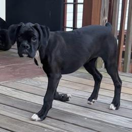 Boxer - Brindle female Boxer puppy in Sharon, South Carolina from Vom Krepps Manor
