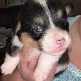 Cutie - Black and tan female Pembroke Welsh Corgi puppy in Derby, Iowa from Newton Hay & Cattle