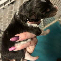Luke - Black white and tan male Shetland Sheepdog puppy in Lufkin, Texas from Milady’s Shelties East Texas