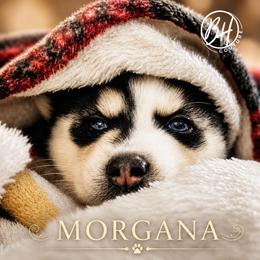 Girl 2 (Morgana) - Black and white female Pomsky puppy in Norfolk, Virginia from 'Brick'House Couture Pomskies