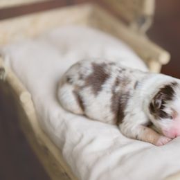 Miniature American Shepherd Puppies from EverSummer Minis