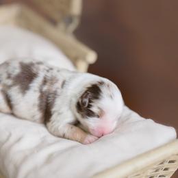 Miniature American Shepherd Puppies from EverSummer Minis