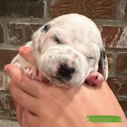 Dalmatian Puppies from Cowart’s Dalmatians