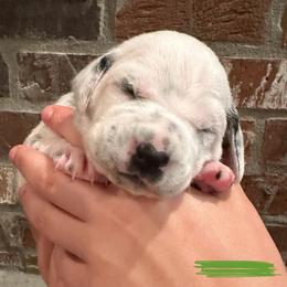 Dalmatian Puppies from Cowart’s Dalmatians