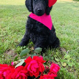 Bernedoodle and Goldendoodle Puppies from Cottrell’s Poodles & Doodles