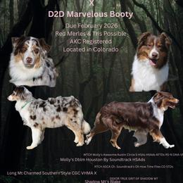 Australian Shepherd puppies from Tréad Tines Aussies