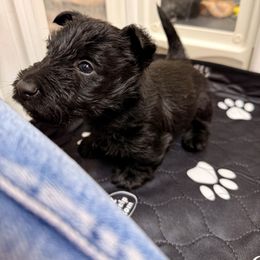 Red - Black male Scottish Terrier puppy in Lubbock, Texas from RocketST