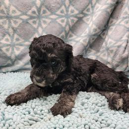 Poodle Puppies from Heather Niemotka