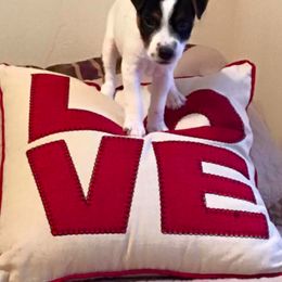 Jack Russell Terrier Puppies from Diggin West Jack Russells