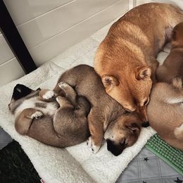 Shiba Inu Puppies from OlyInu