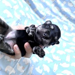 Meadow - Black and silver female Miniature Schnauzer puppy in Hedgesville, West Virginia from Clay Hill Kennels