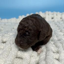 Coco - Chocolate female Labradoodle puppy in Ellenwood, Georgia from Four Paws Down