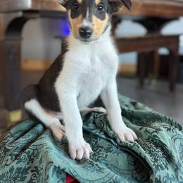 Blacksmith - Black white and tan male Collie puppy in Underwood, Indiana from Third Gen Collies