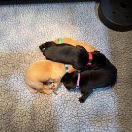 Boy 3 - male Labrador Retriever puppy in Britton, South Dakota from FR Labs