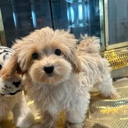 Micah - Cream male Poodle puppy in Hephzibah ( Richmond County ), Georgia from Healing Pawz LLC
