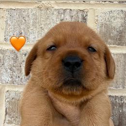 Orange collar - Yellow female Labrador Retriever puppy in Clinton, Tennessee from Summer Rose