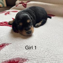 Girl 1 - Black and tan female Dachshund puppy in Randolph, Mississippi from Barnes Family Kennel