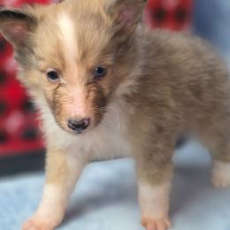 Indy - Sable merle and white male Shetland Sheepdog puppy in Citra, Florida from Southpaw Herders LLC