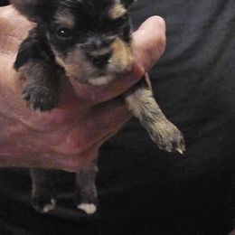 Yorkshire Terrier Puppies from Blueberry Hill Yorkies