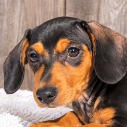 Roczen - Black and tan male Dachshund puppy in Warm Springs, Arkansas from Seven Hills Arkansas