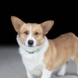 Stetson - Pembroke Welsh Corgi