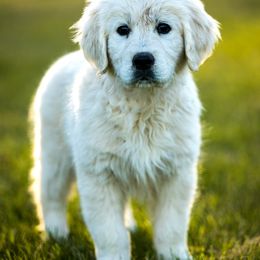 Golden Retriever Puppies from Coconut Cream Goldens