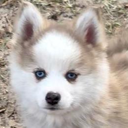 Lennon - Merle male Pomsky puppy in Spring Hill, Florida from PDQ Pomskies