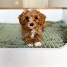 Cavapoo Puppies from Cutiepie Cavapoos