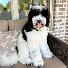 Goldendoodle and Poodle Puppies from Ninnie's Doodles