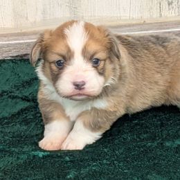Ariel - Sable and white female American Corgi puppy in Lufkin, Texas from Texas Lil Cowdogs