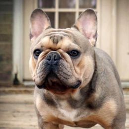 Charlie - French Bulldog