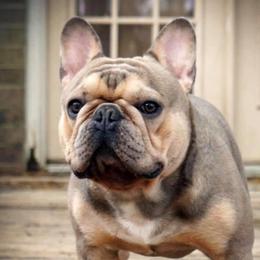 Charlie - French Bulldog