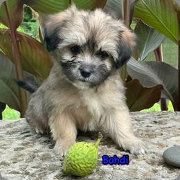 Bohdi - Cream male Companion Cross puppy in Mankato, Minnesota from Tiny and Treasured