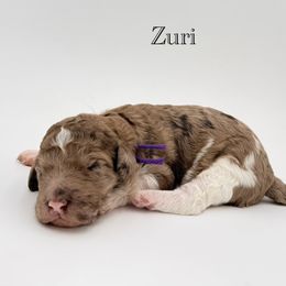 Zuri - Merle female Goldendoodle puppy in Milford, Pennsylvania from Doodles Are Golden