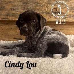 Cindy Lou - Liver and white German Shorthaired Pointer puppy in Social Circle, Georgia from Social Point Gun Dogs