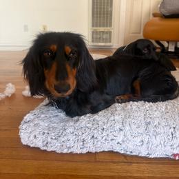 Jasper - Black and tan male Dachshund puppy in Temecula, California from Naomi Magee's Dachshund Kennel