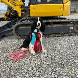 English Springer Spaniel All Grown Up from RuffHouser English Springer Spaniels