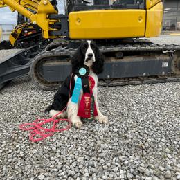 English Springer Spaniel All Grown Up from RuffHouser English Springer Spaniels