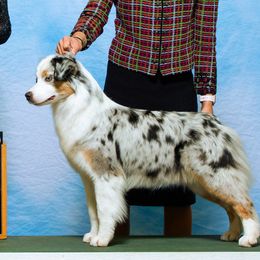 GAMER - Miniature American Shepherd